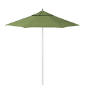 AAT758A-48022 Spectrum Cilantro